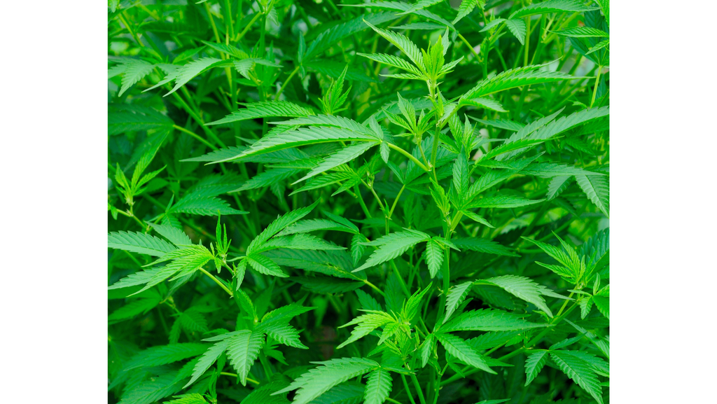 Mastering Your Green Thumb: An Extensive Guide to Cannabis Growing Techniques