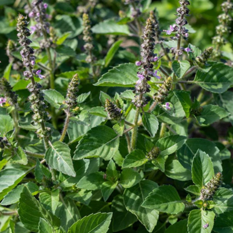 Load image into Gallery viewer, West Coast Seeds - Holy Basil (Tulsi) Seeds - Certified Organic, Medicinal & Culinary