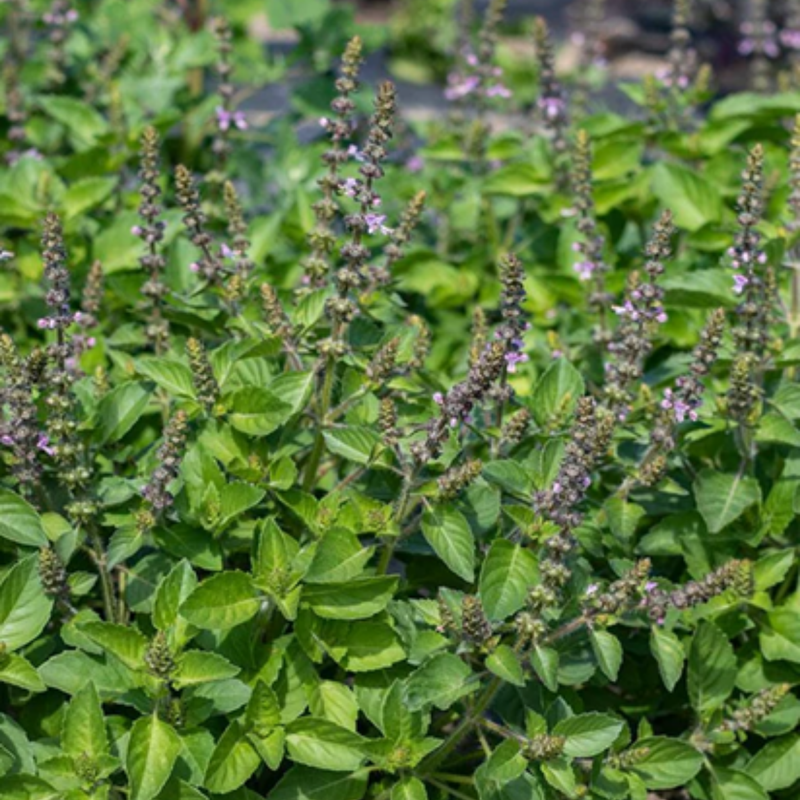 Load image into Gallery viewer, West Coast Seeds - Holy Basil (Tulsi) Seeds - Certified Organic, Medicinal & Culinary