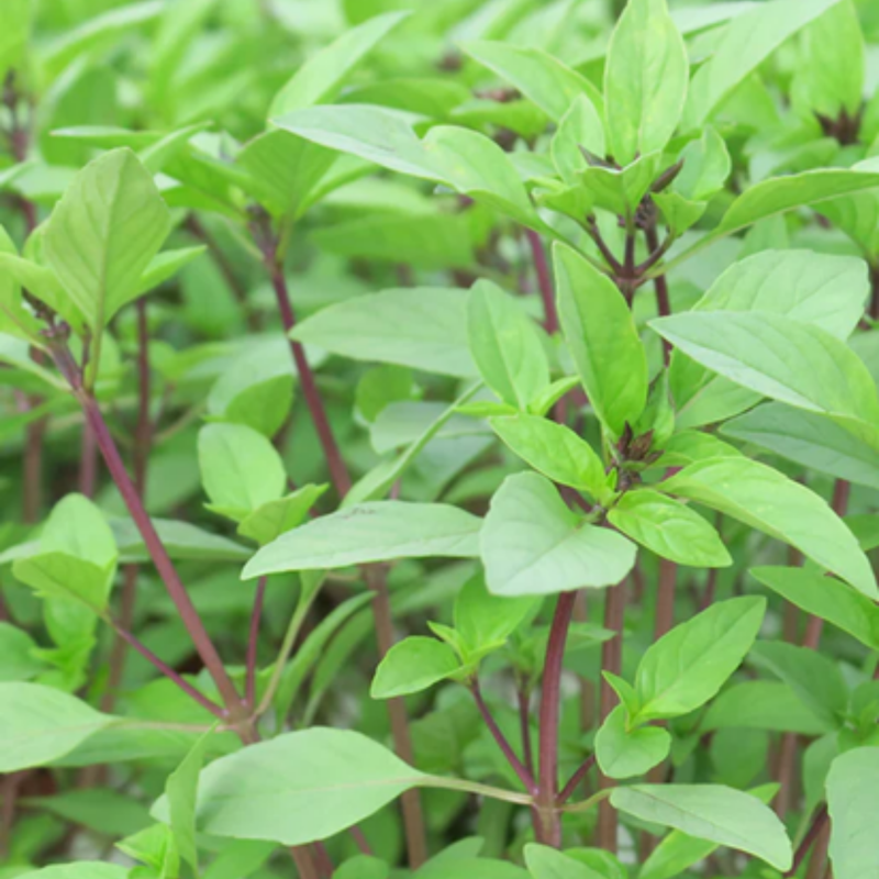 Load image into Gallery viewer, West Coast Seeds - Sweet Thai Basil Seeds - Certified Organic, Aromatic & Flavorful