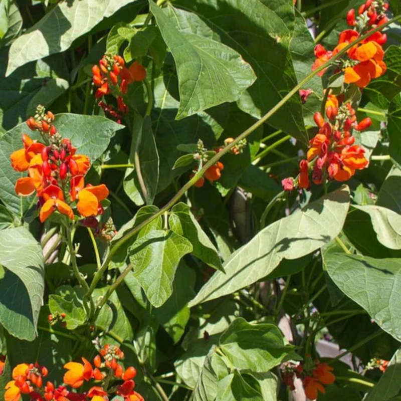 Load image into Gallery viewer, West Coast Seeds - Scarlet Emperor Beans - Vibrant Runner Beans for Trellises and Balconies