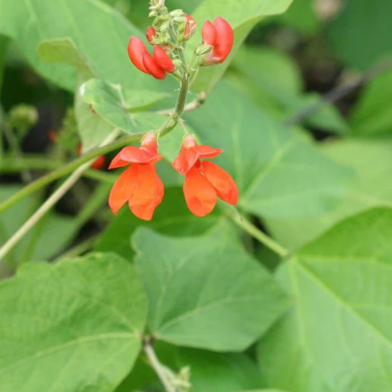 Load image into Gallery viewer, West Coast Seeds - Scarlet Emperor Beans - Vibrant Runner Beans for Trellises and Balconies
