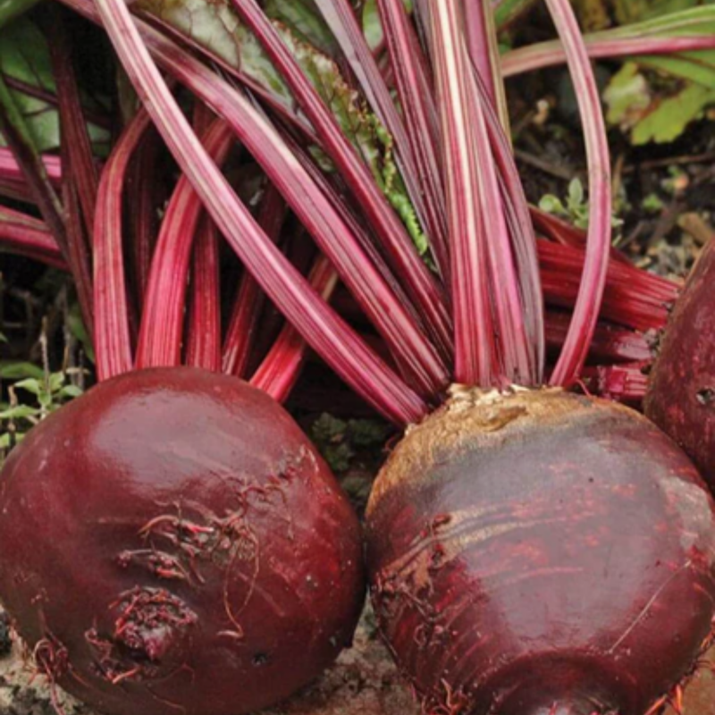 Load image into Gallery viewer, West Coast Seeds - Red Ace Beets Seeds | High-Yield, Sweet Flavor, 50-65 Days