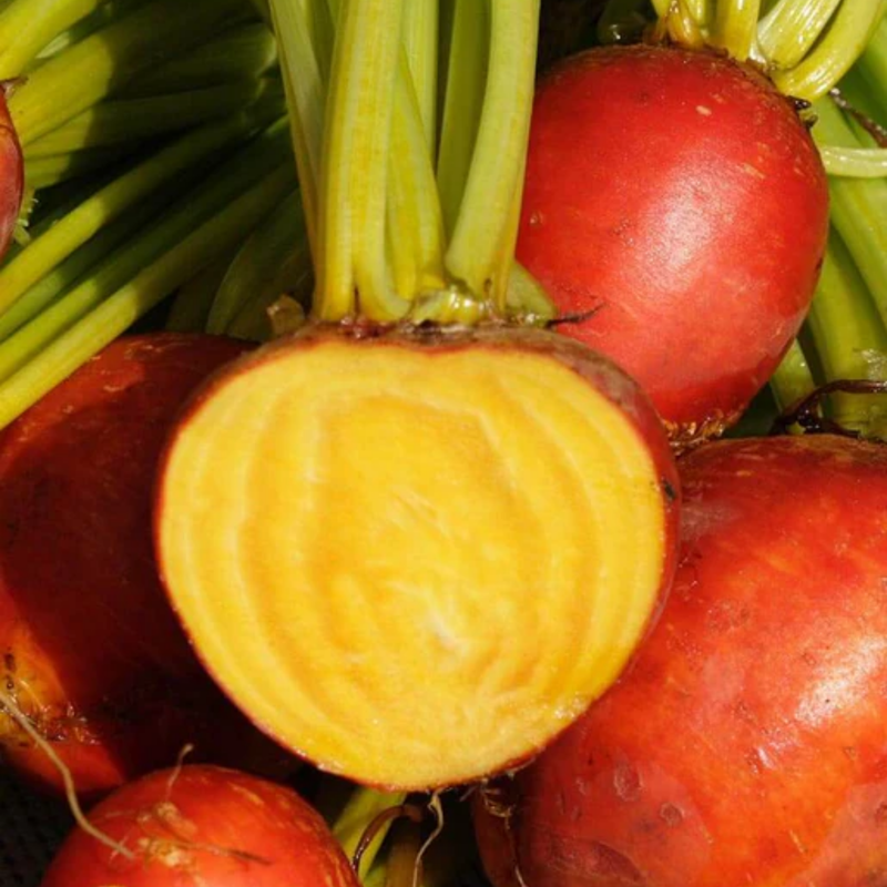 Load image into Gallery viewer, West Coast Seeds - Touchstone Gold Beets (4g) - Vibrant Golden Flesh and Sweet Greens