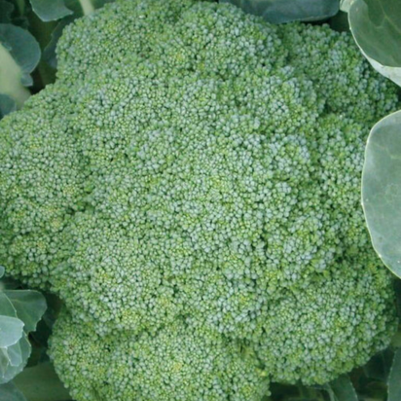 Load image into Gallery viewer, West Coast Seeds - Green Magic Broccoli - Hybrid, Uniform Heads, 60 Days