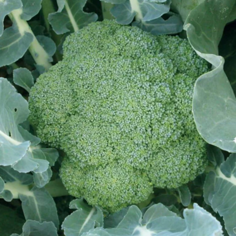 Load image into Gallery viewer, West Coast Seeds - Green Magic Broccoli - Hybrid, Uniform Heads, 60 Days