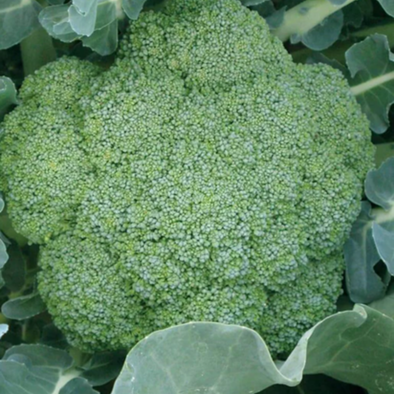 Load image into Gallery viewer, West Coast Seeds - Green Magic Broccoli - Hybrid, Uniform Heads, 60 Days
