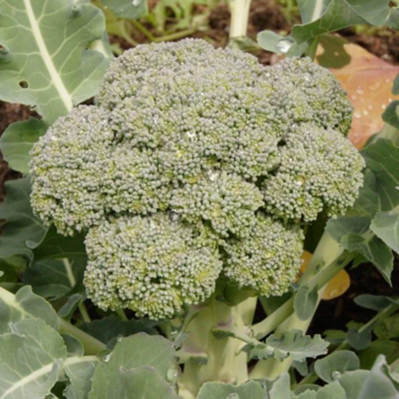 Load image into Gallery viewer, West Coast Seeds - Green Magic Broccoli - Hybrid, Uniform Heads, 60 Days