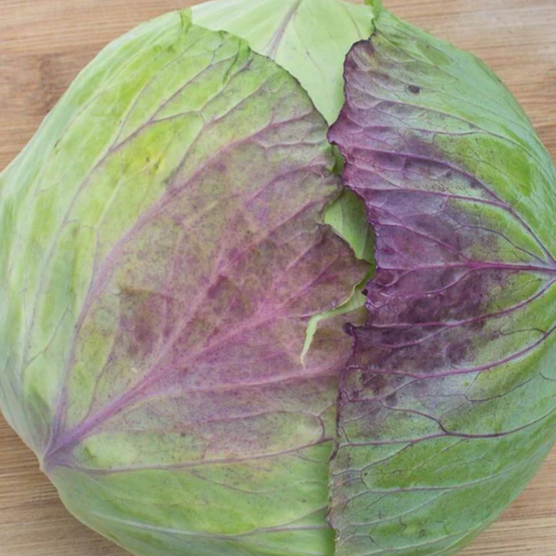 Load image into Gallery viewer, West Coast Seeds - Taiwan Cabbage F1 Hybrid - Heat Tolerant & High Yield (0.25g)