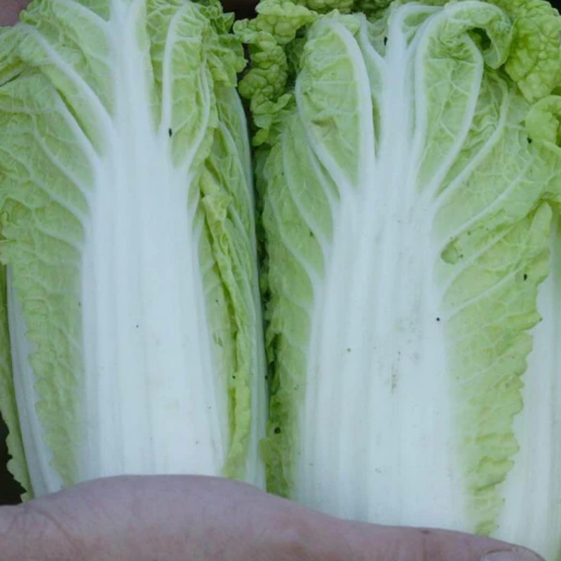 Load image into Gallery viewer, West Coast Seeds - Wa Wa Sai F1 Mini Napa Cabbage - Sui Choi (0.10g)