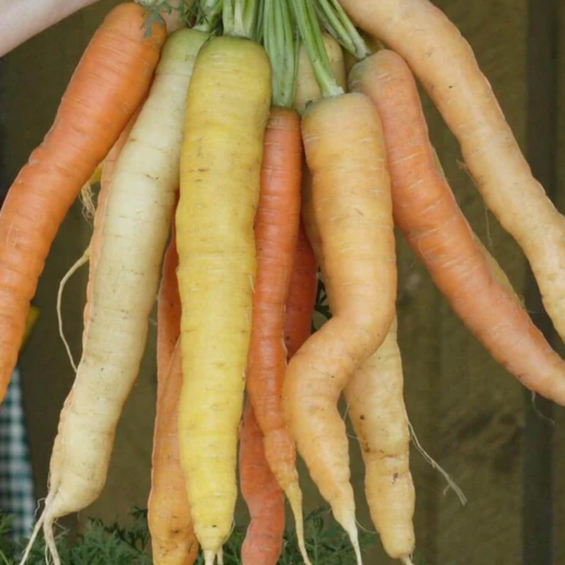 Load image into Gallery viewer, West Coast Seeds - Rainbow Blend Carrots - Colorful Harvest Variety (0.75g)