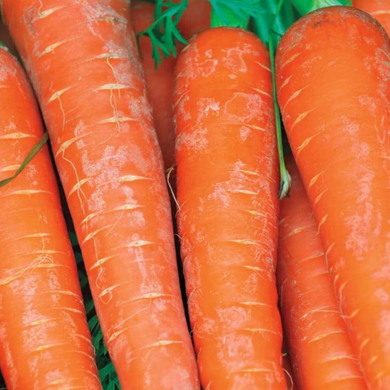 Load image into Gallery viewer, West Coast Seeds - Bolero Peas (25g) - Sweet, Disease-Resistant, Fast Maturing