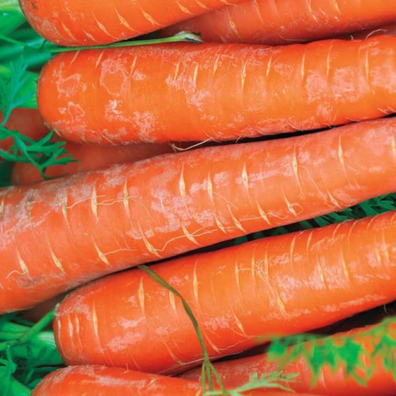 Load image into Gallery viewer, West Coast Seeds - Bolero Peas (25g) - Sweet, Disease-Resistant, Fast Maturing