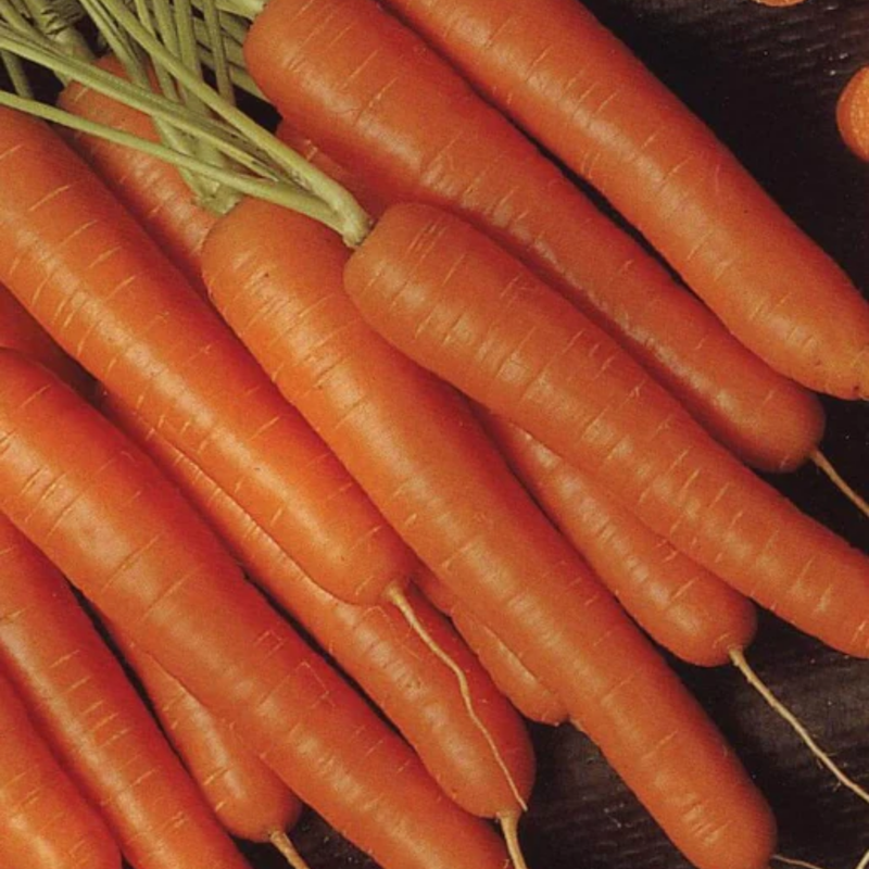 Load image into Gallery viewer, West Coast Seeds - Bolero Peas (25g) - Sweet, Disease-Resistant, Fast Maturing