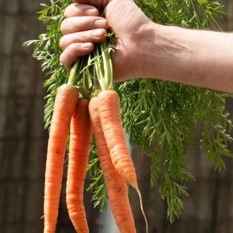 Load image into Gallery viewer, West Coast Seeds - Bolero Peas (25g) - Sweet, Disease-Resistant, Fast Maturing