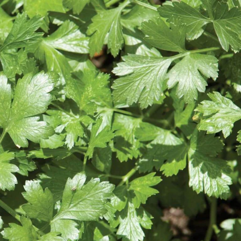 Load image into Gallery viewer, West Coast Seeds - Cilantro Santo - Slow Bolting, Long Standing (1g)