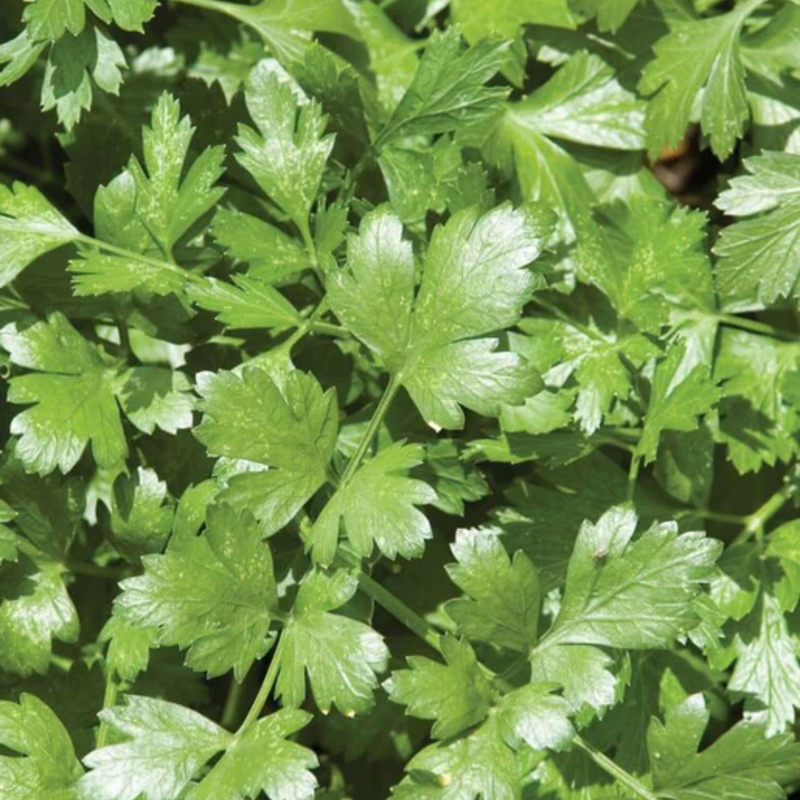 Load image into Gallery viewer, West Coast Seeds - Cilantro Santo - Slow Bolting, Long Standing (1g)