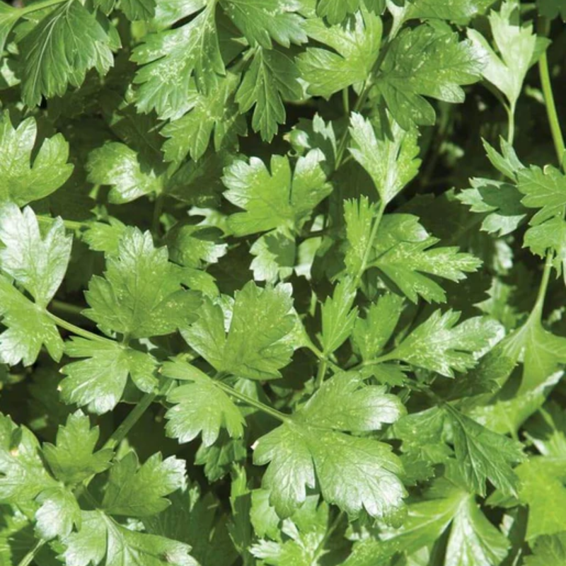Load image into Gallery viewer, West Coast Seeds - Cilantro Santo - Slow Bolting, Long Standing (1g)