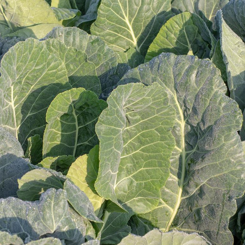 Load image into Gallery viewer, West Coast Seeds - Top Bunch Collards - Fastest Maturing, Nutritious Greens (0.50g)