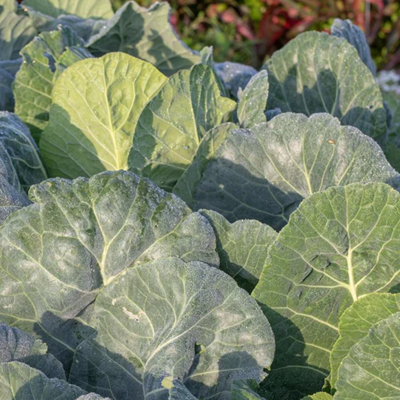Load image into Gallery viewer, West Coast Seeds - Top Bunch Collards - Fastest Maturing, Nutritious Greens (0.50g)