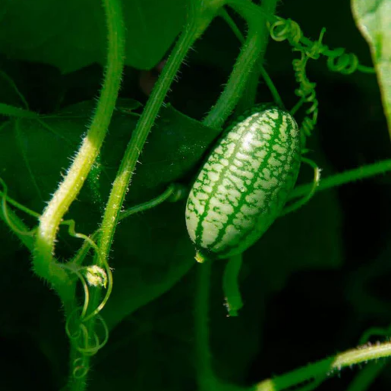 Load image into Gallery viewer, West Coast Seeds - Cucamelon - Mini Watermelon Lookalike with Citrus Notes
