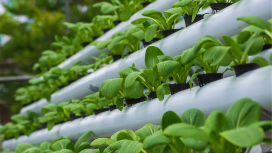 Plantwell: Where Growth Meets Possibility
