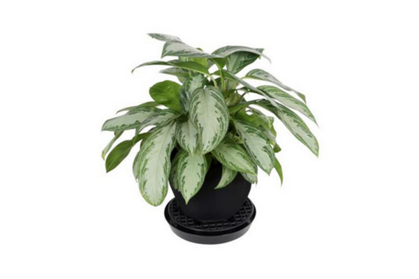 Load image into Gallery viewer, Gro Pro - NX Level Pot Elevators - Prevent Root Rot and Extend Pot Longevity