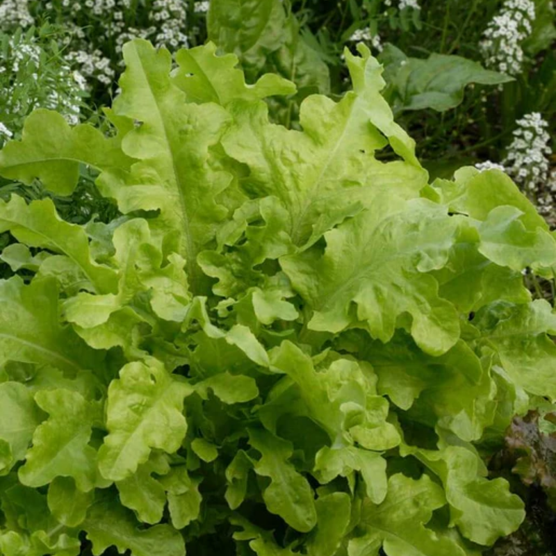 Load image into Gallery viewer, West Coast Seeds - Salad Bowl Green Lettuce - Heirloom, Bolt-Resistant (1g)