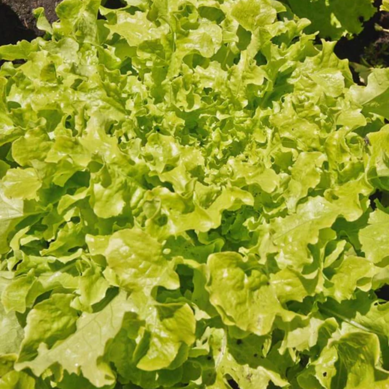 Load image into Gallery viewer, West Coast Seeds - Salad Bowl Green Lettuce - Heirloom, Bolt-Resistant (1g)