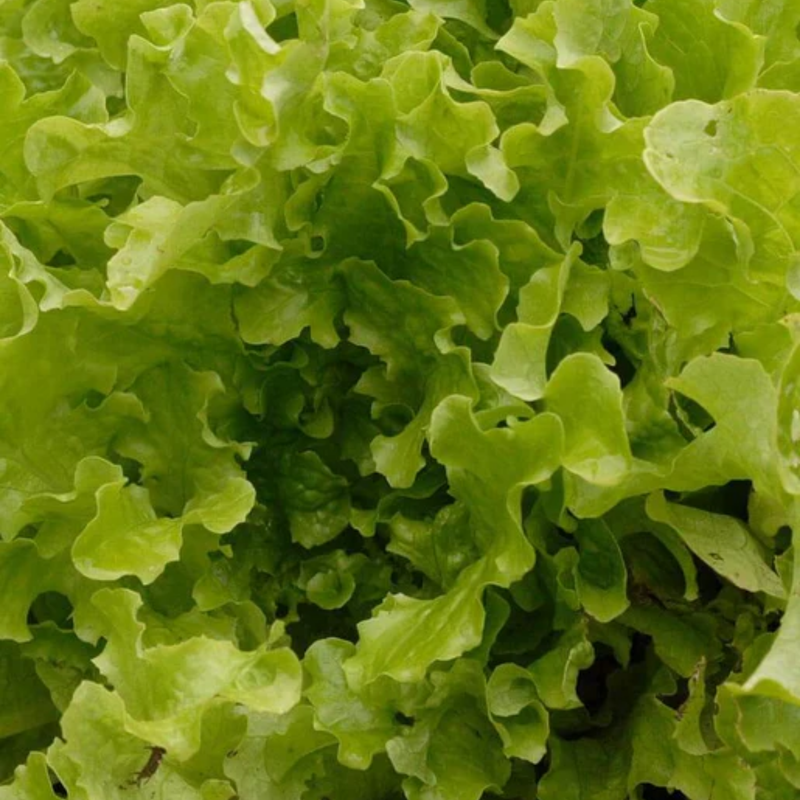 Load image into Gallery viewer, West Coast Seeds - Salad Bowl Green Lettuce - Heirloom, Bolt-Resistant (1g)