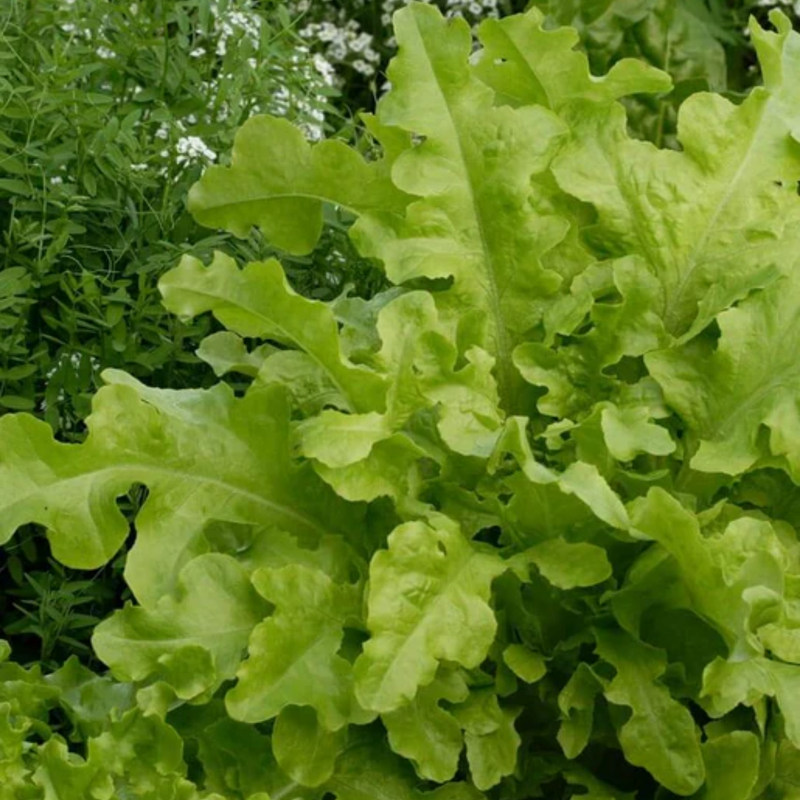 Load image into Gallery viewer, West Coast Seeds - Salad Bowl Green Lettuce - Heirloom, Bolt-Resistant (1g)