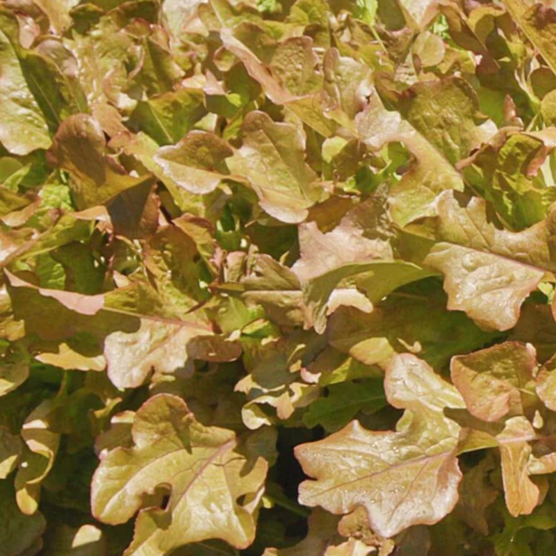 Load image into Gallery viewer, West Coast Seeds - Salad Bowl Red Lettuce - Heirloom, Bolt-Resistant, Mild Flavor (0.50g)