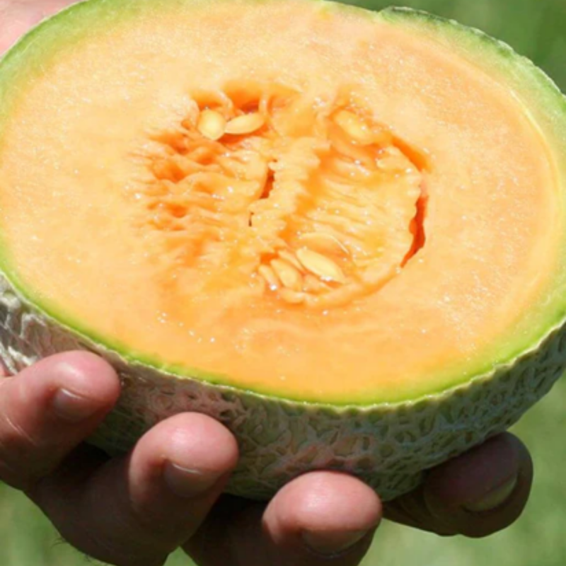 Load image into Gallery viewer, West Coast Seeds - Halona F1 Cantaloupe Melon Seeds - Sweet & Aromatic