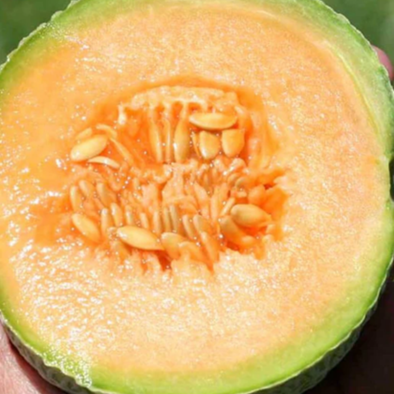 Load image into Gallery viewer, West Coast Seeds - Halona F1 Cantaloupe Melon Seeds - Sweet & Aromatic