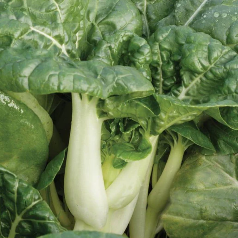 Load image into Gallery viewer, West Coast Seeds - Toy Choy Pac Choi (0.25g) - Miniature, Mild Flavor, Fast Growing