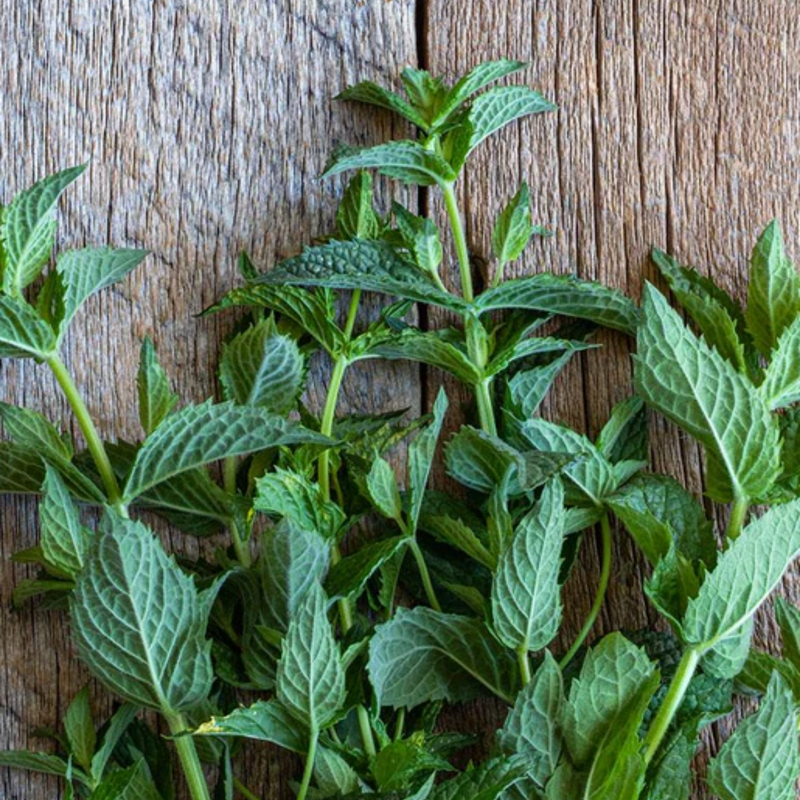 Load image into Gallery viewer, West Coast Seeds - Organic Spearmint Seeds - Easy to Grow & Edible Flowers (0.25g)