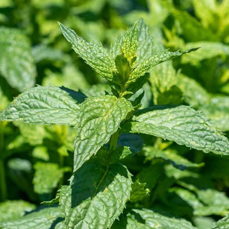 Load image into Gallery viewer, West Coast Seeds - Organic Spearmint Seeds - Easy to Grow & Edible Flowers (0.25g)