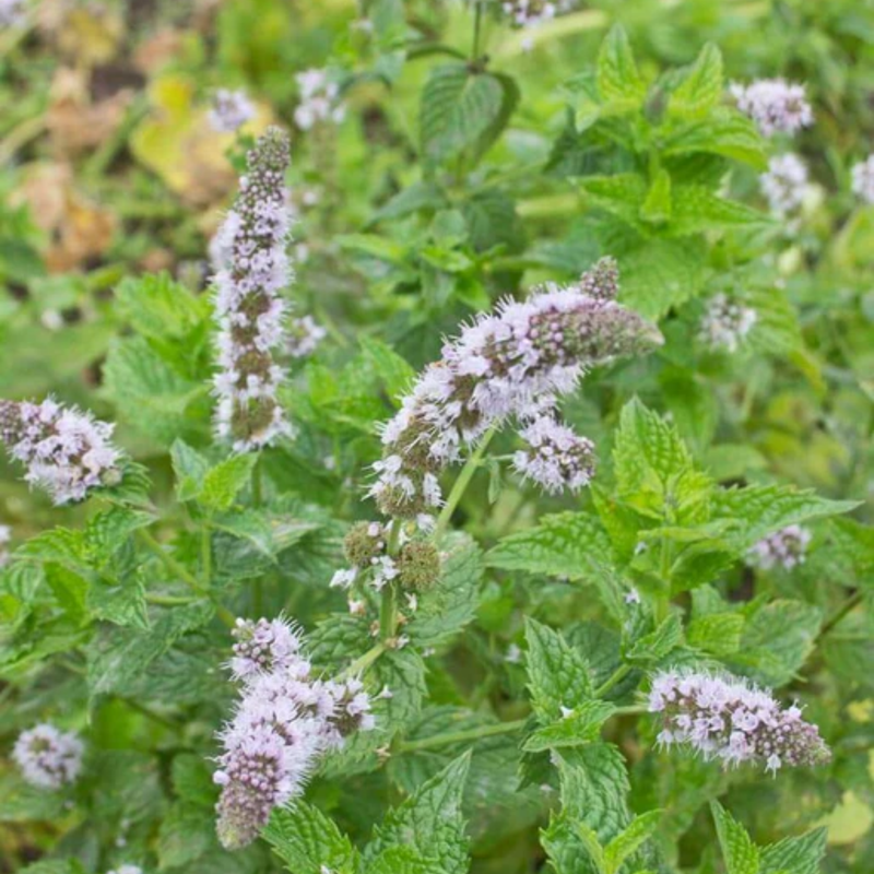 Load image into Gallery viewer, West Coast Seeds - Organic Spearmint Seeds - Easy to Grow & Edible Flowers (0.25g)
