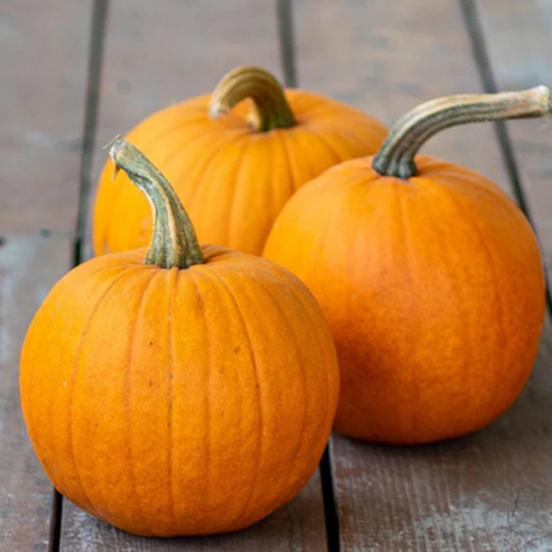 Load image into Gallery viewer, West Coast Seeds - Small Sugar Pumpkin Seeds - Heirloom, Sweet & Stringless