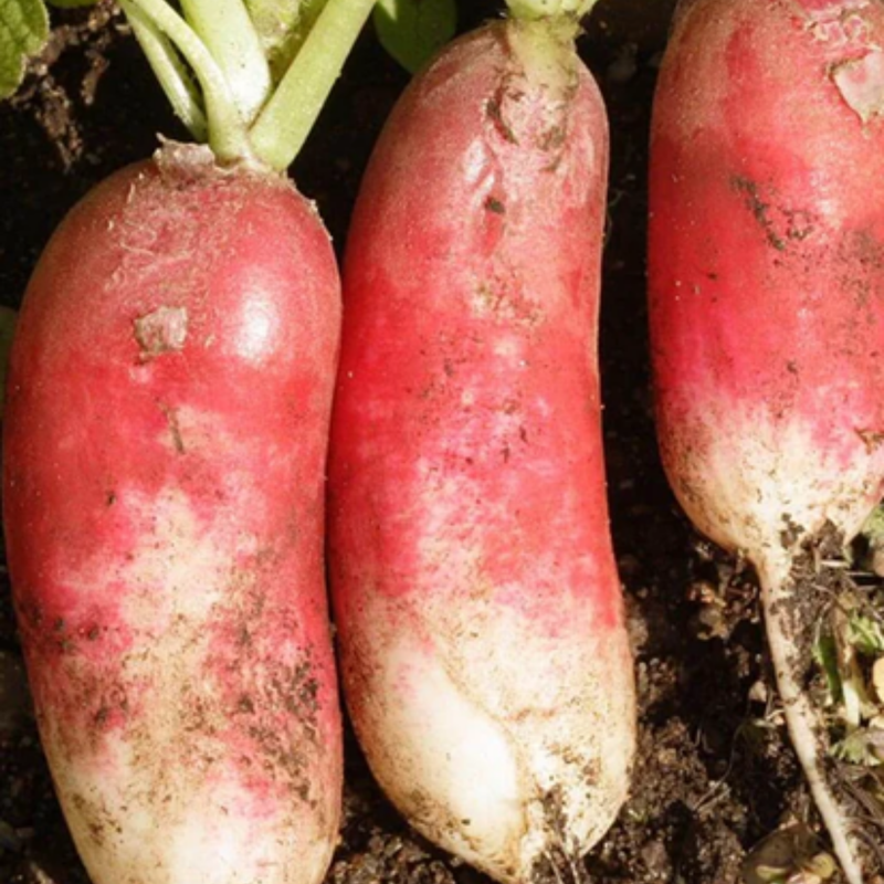 Load image into Gallery viewer, West Coast Seeds - French Breakfast Radish | Heirloom, Fast-Growing, Crunchy & Mildly Spicy