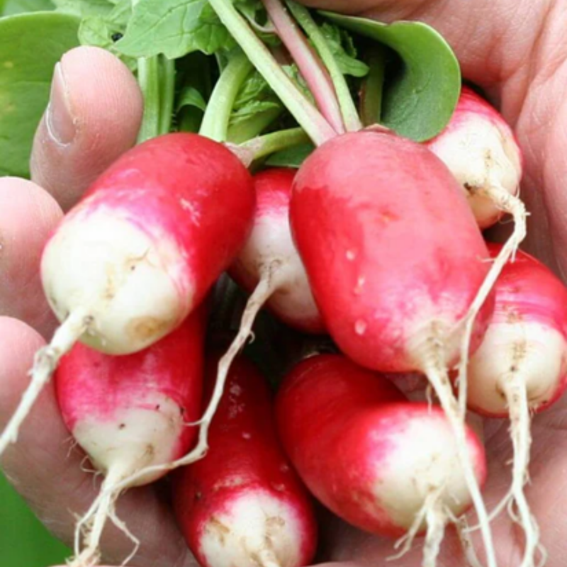 Load image into Gallery viewer, West Coast Seeds - French Breakfast Radish | Heirloom, Fast-Growing, Crunchy & Mildly Spicy