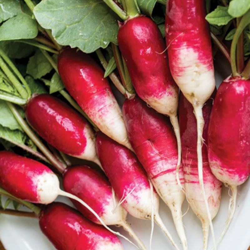 Load image into Gallery viewer, West Coast Seeds - French Breakfast Radish | Heirloom, Fast-Growing, Crunchy & Mildly Spicy