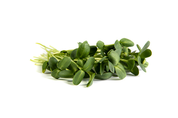 Mumm's Sprouting Seeds - Black Oil Sunflower (75g)