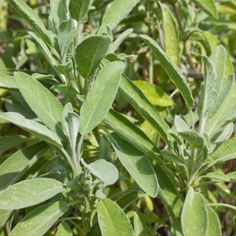 Load image into Gallery viewer, West Coast Seeds - Ceres Sage Seeds - Certified Organic, Aromatic & Hardy