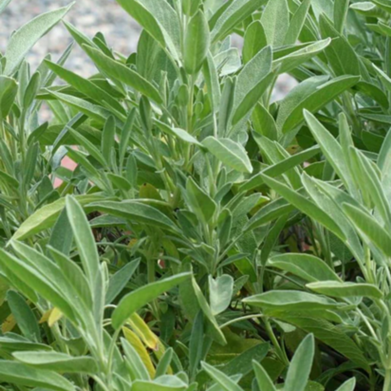 Load image into Gallery viewer, West Coast Seeds - Ceres Sage Seeds - Certified Organic, Aromatic & Hardy