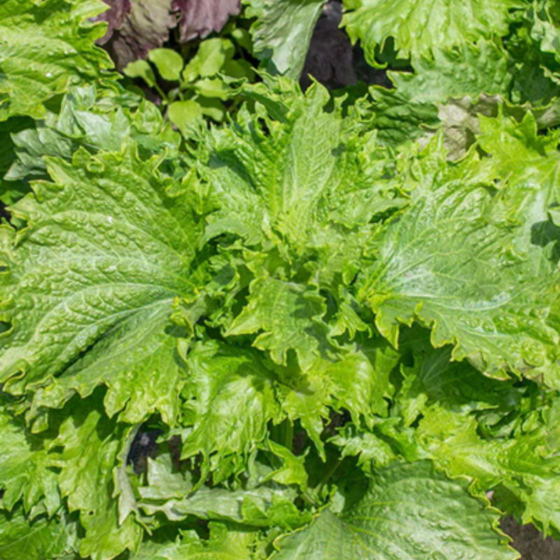 Load image into Gallery viewer, West Coast Seeds - Green Perilla Shiso Seeds - Hardy Annual, Asian Culinary Herb