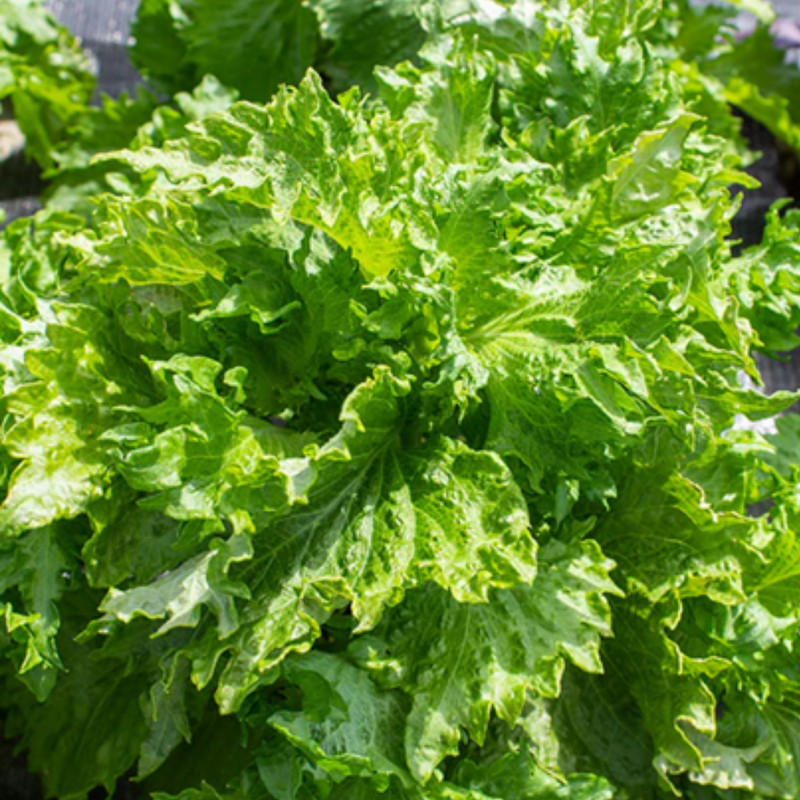 Load image into Gallery viewer, West Coast Seeds - Green Perilla Shiso Seeds - Hardy Annual, Asian Culinary Herb