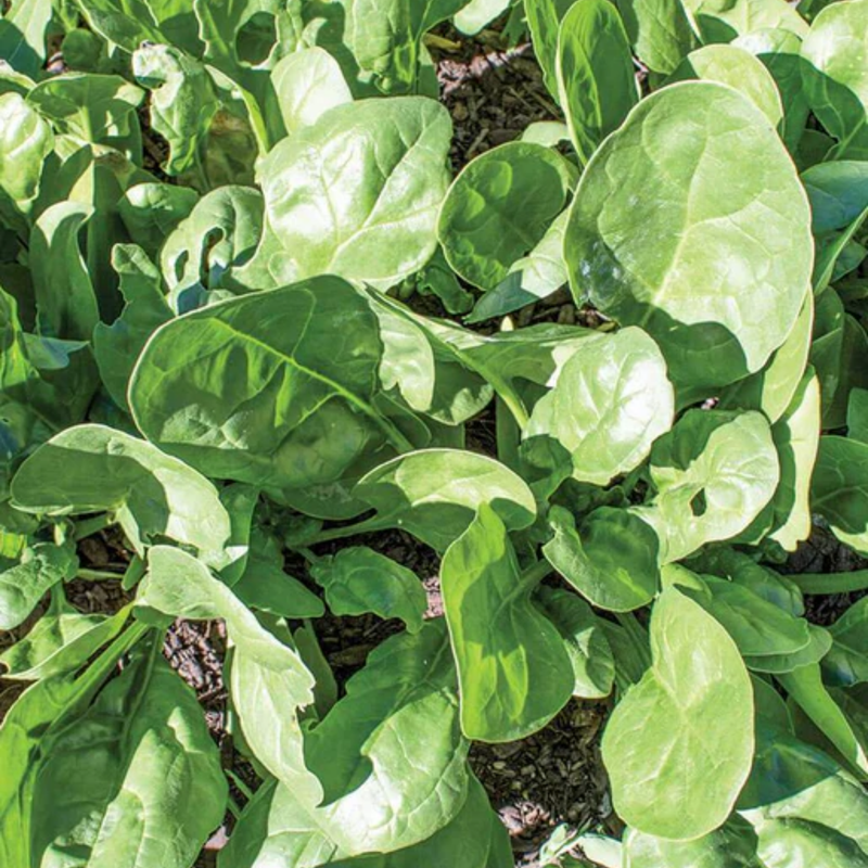 Load image into Gallery viewer, West Coast Seeds - Yukon Spinach - Fast-Growing & Flavorful Hybrid (100 Seeds)