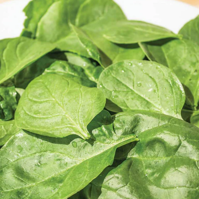 Load image into Gallery viewer, West Coast Seeds - Yukon Spinach - Fast-Growing & Flavorful Hybrid (100 Seeds)