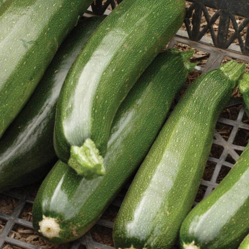 Load image into Gallery viewer, West Coast Seeds - Black Beauty Squash - Heirloom Zucchini (2g)